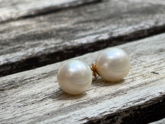 14 karat south sea pearl studs